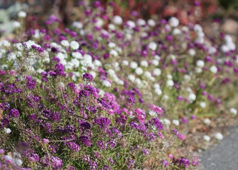 Alyssum