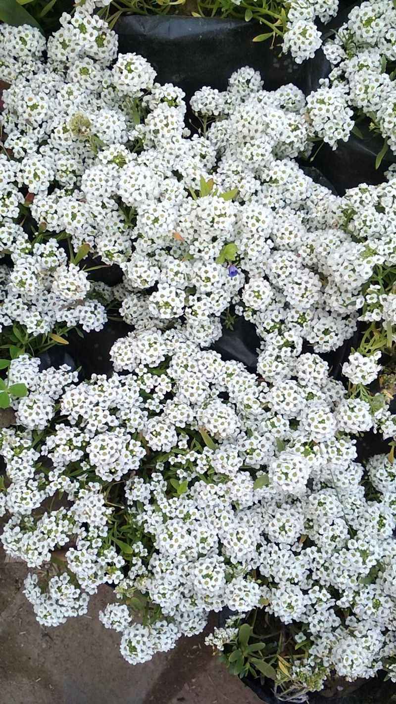 Alyssum