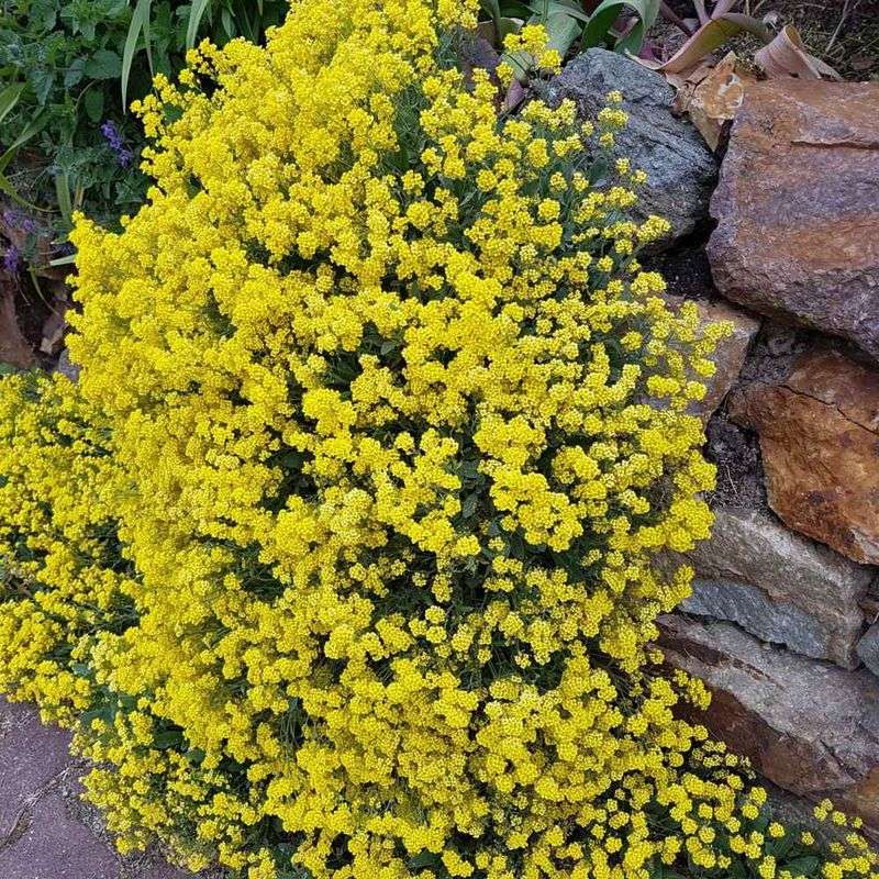 Alyssum Montanum