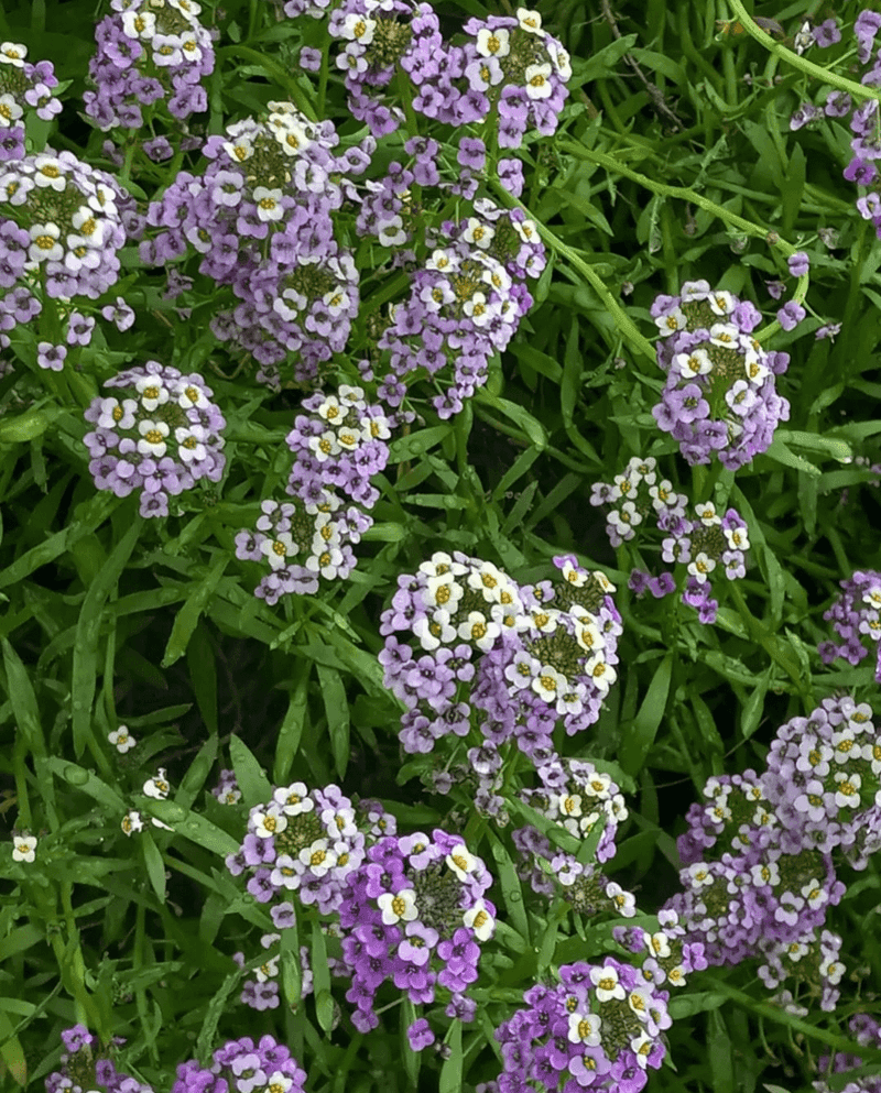 Alyssum