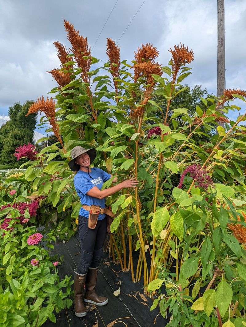 Amaranthus