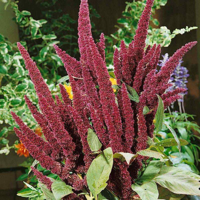 Amaranthus