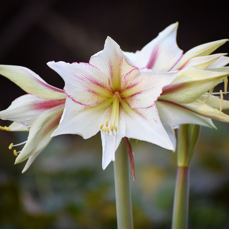 Amaryllis