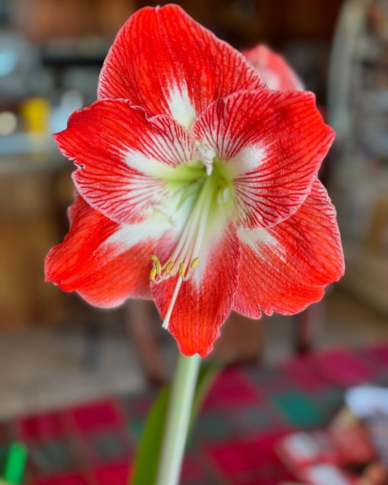 Amaryllis