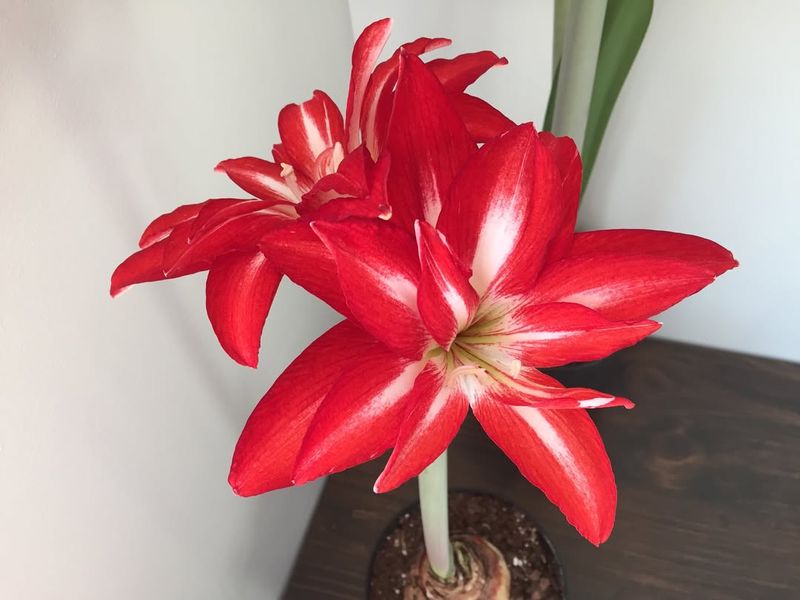 Amaryllis