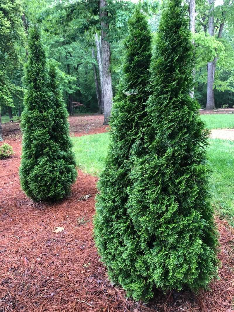 American Arborvitae