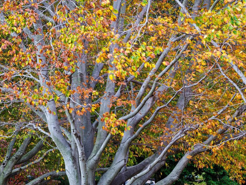 American Beech