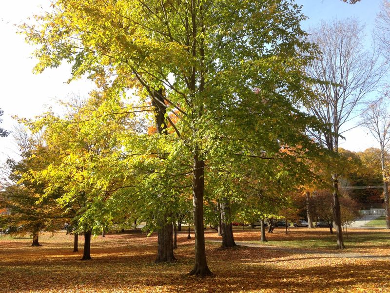 American Beech