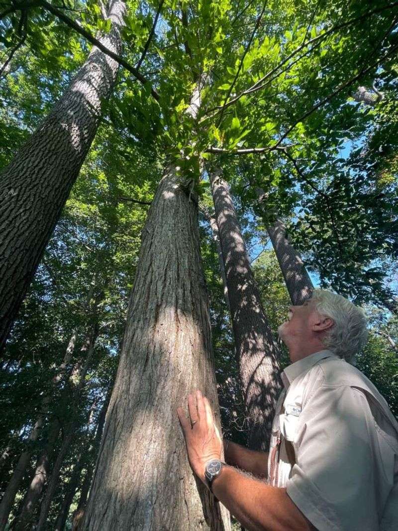 American Chestnut