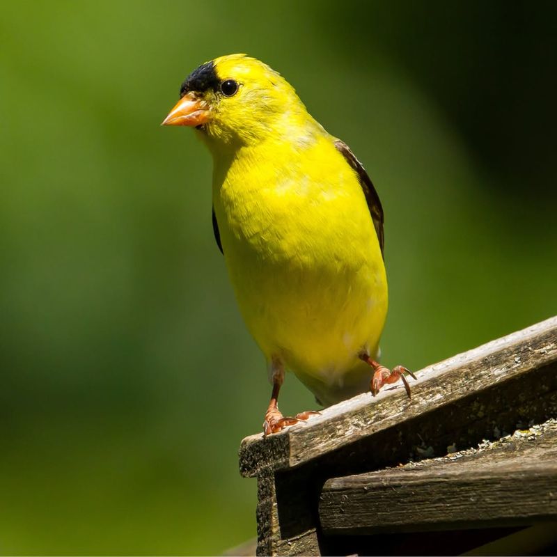 American Goldfinch