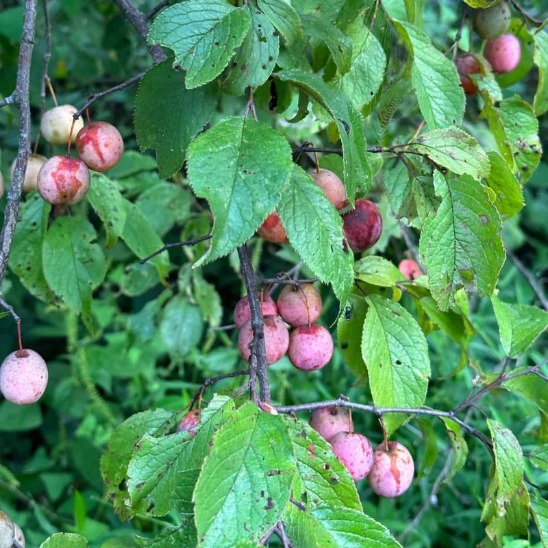 American Plum