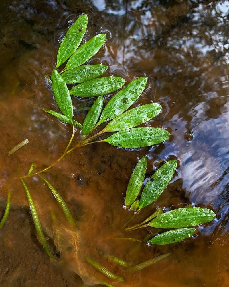 American Pondweed