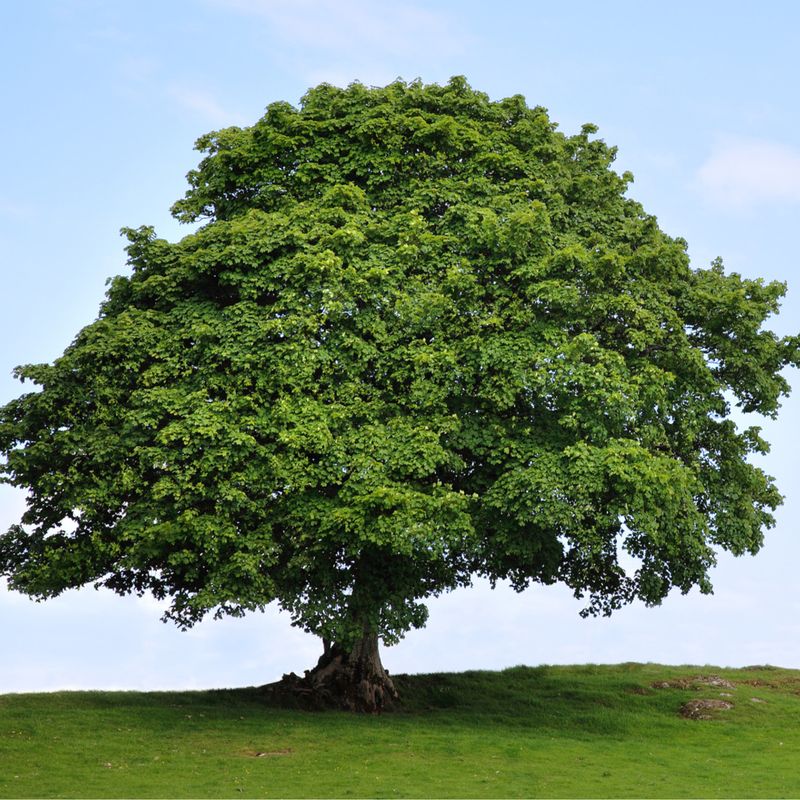 American Sycamore