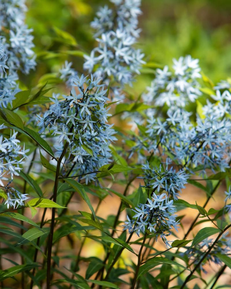 Amsonia