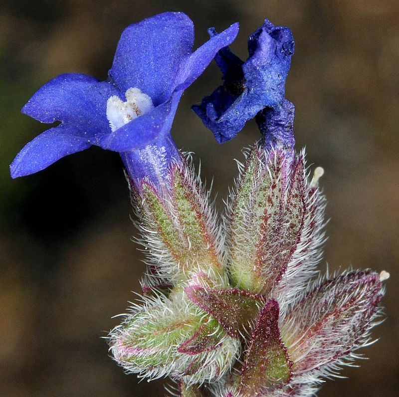 Anchusa