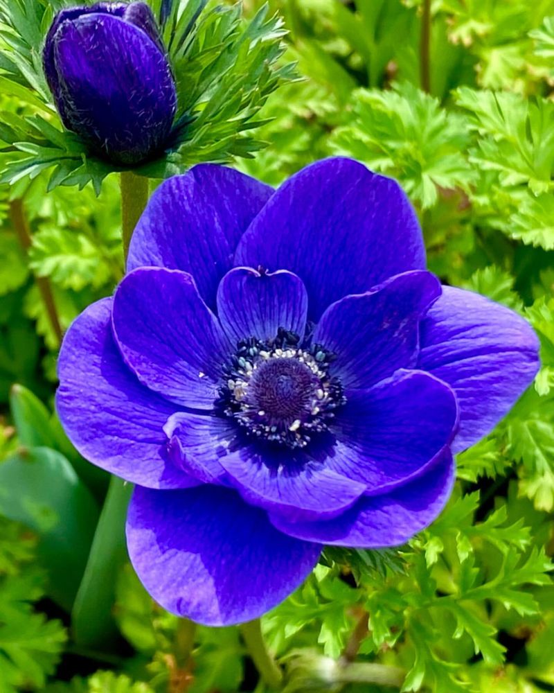 Anemone