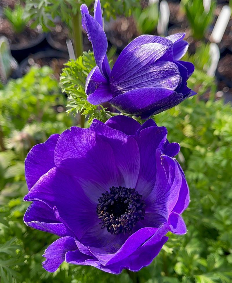 Anemone