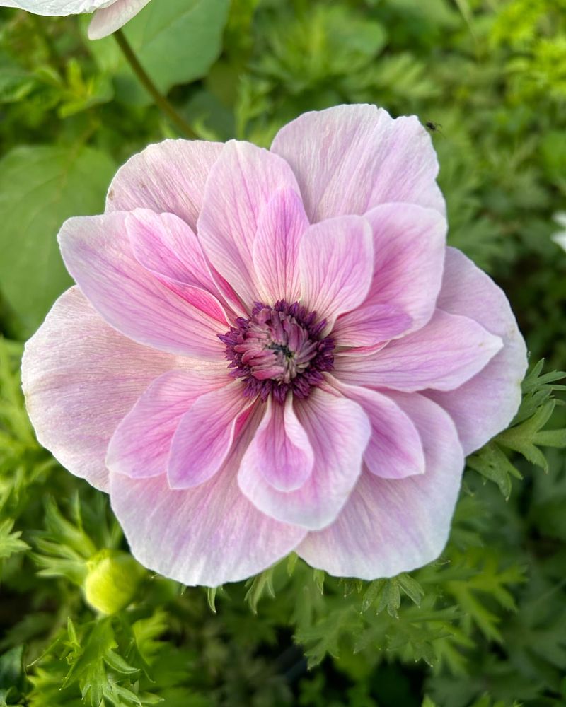 Anemone