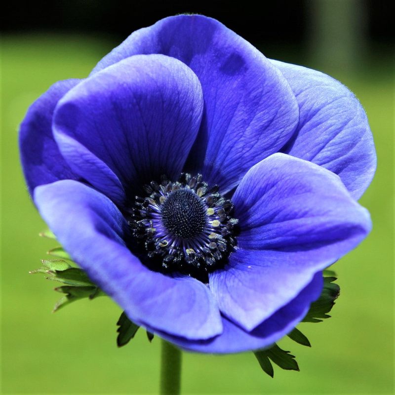 Anemone