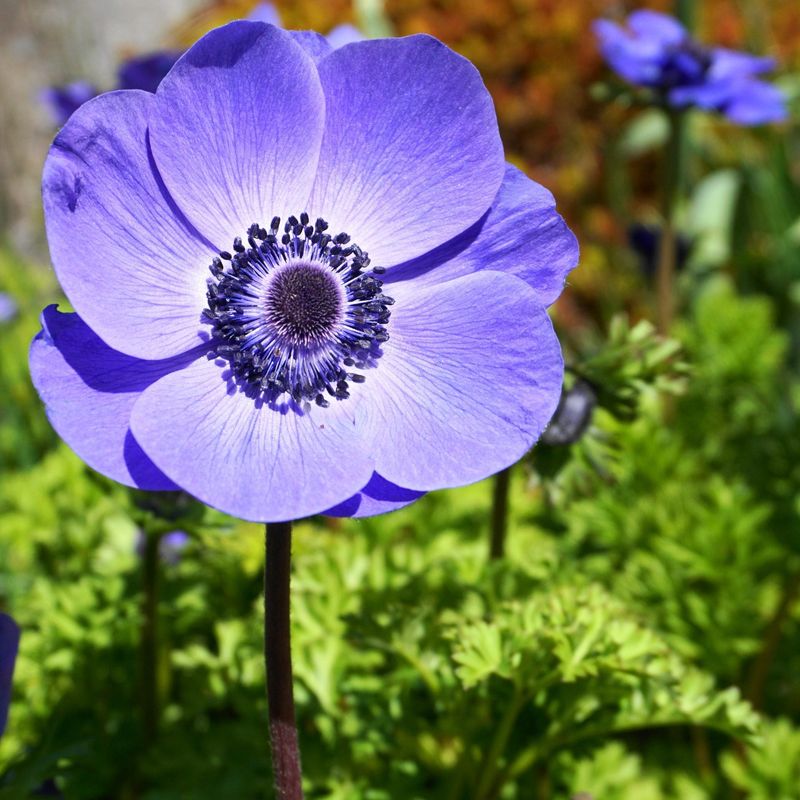 Anemone