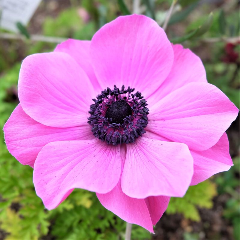 Anemone