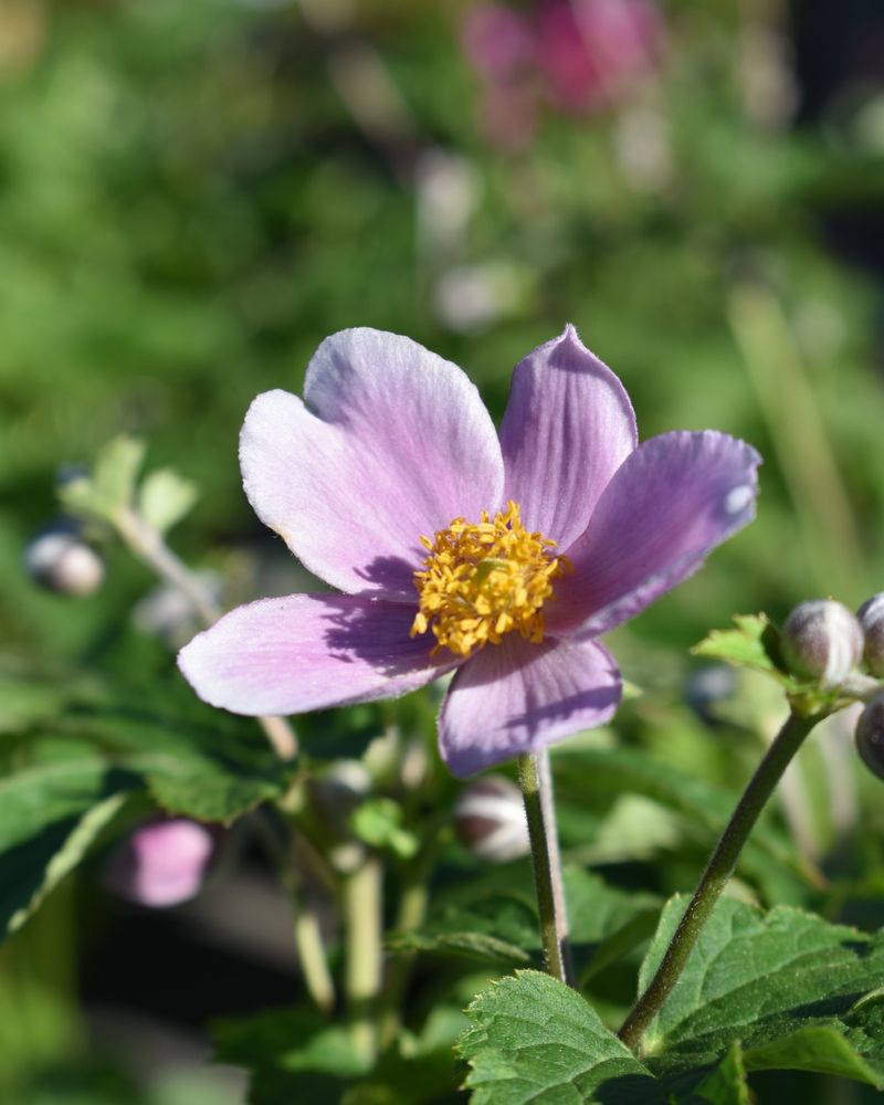 Anemone (Anemone hupehensis)