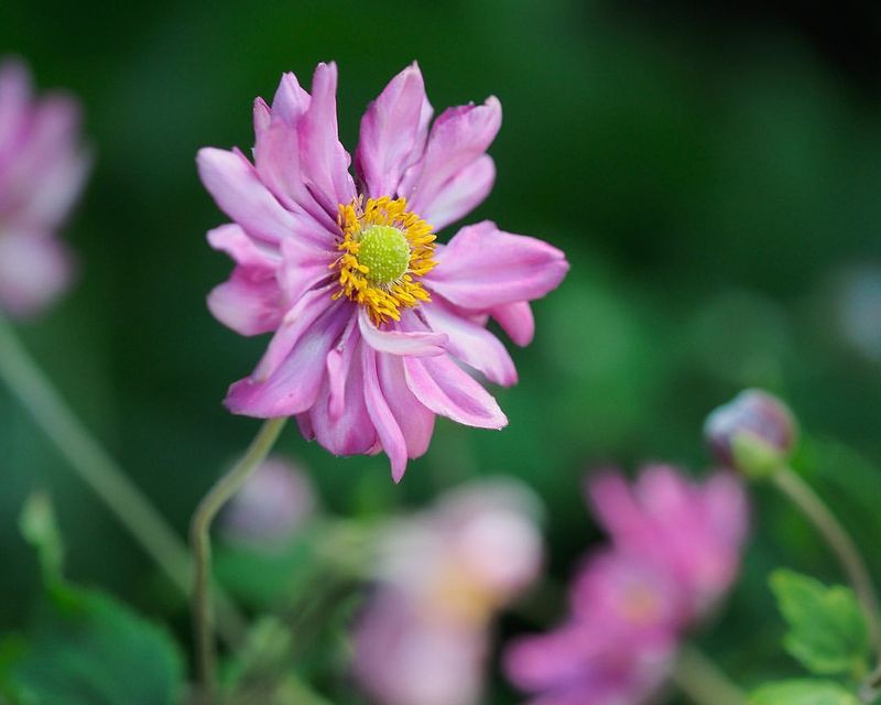 Anemone (Anemone hupehensis)