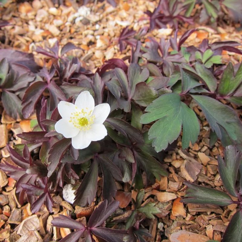 Anemone nemorosa