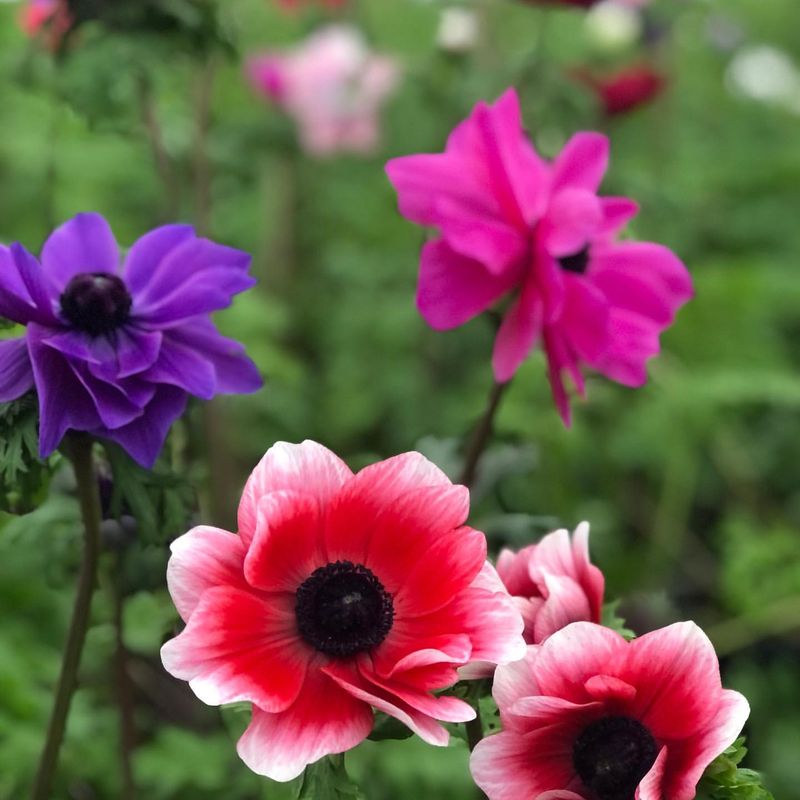 Anemones