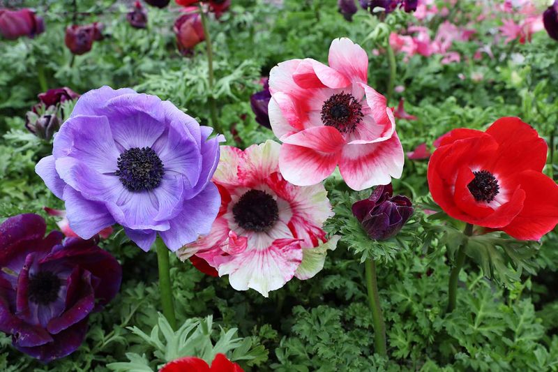 Anemones