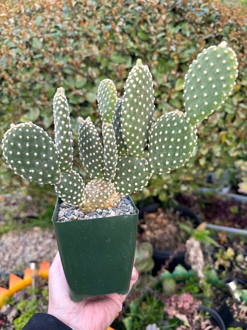 Angel Wing Cactus