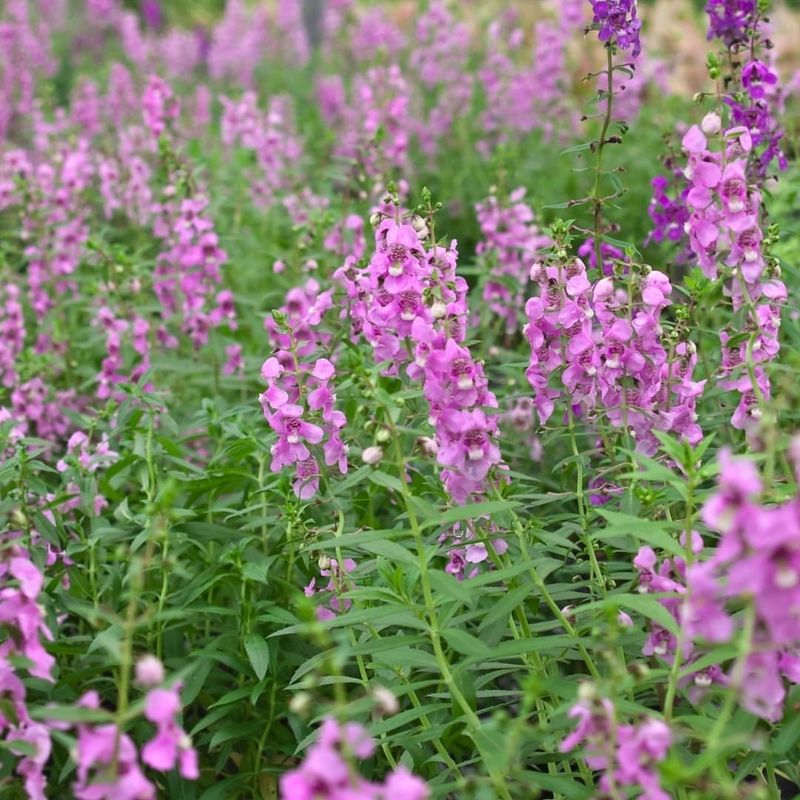 Angelonia