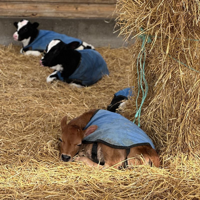 Animal Bedding