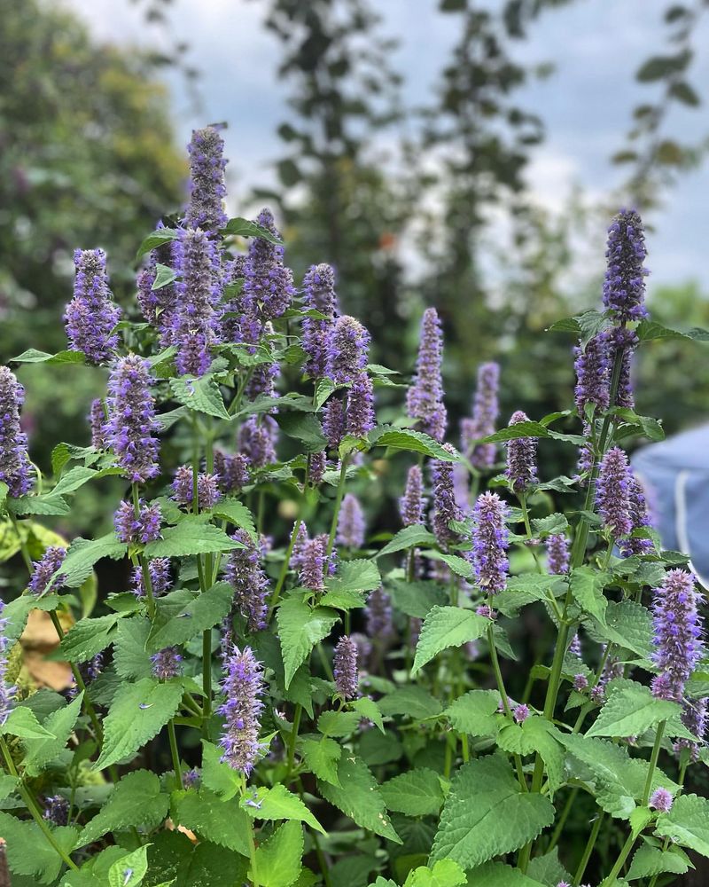 Anise Hyssop