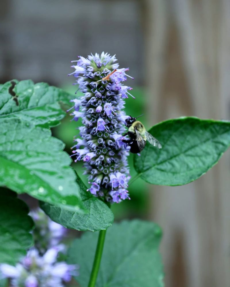 Anise Hyssop