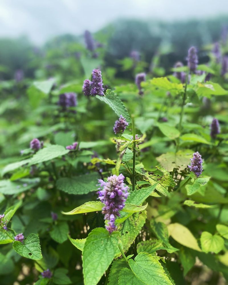 Anise Hyssop