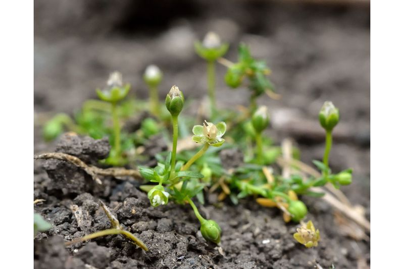 Annual Pearlwort