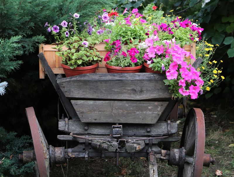 Antique Wheelbarrow Display