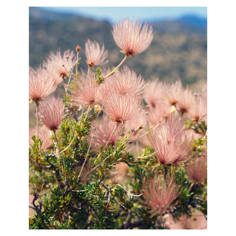 Apache Plume