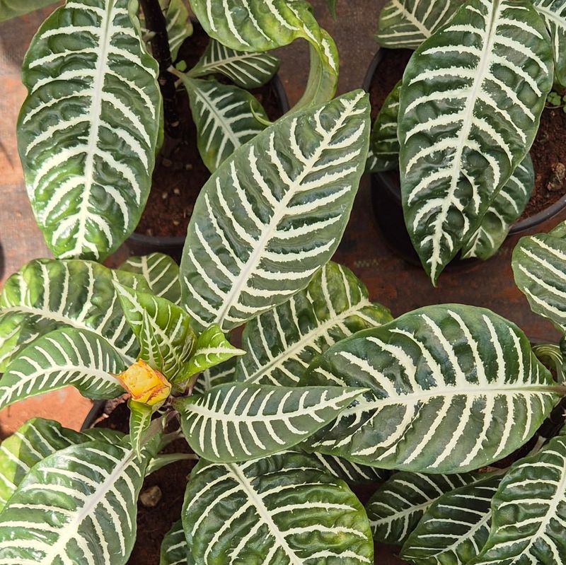 Aphelandra Squarrosa