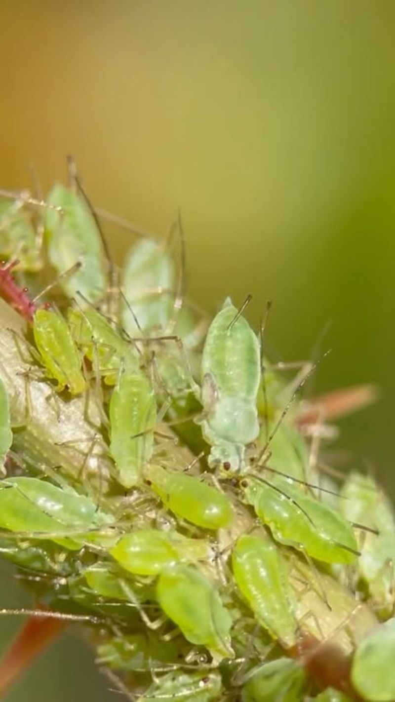 Aphids