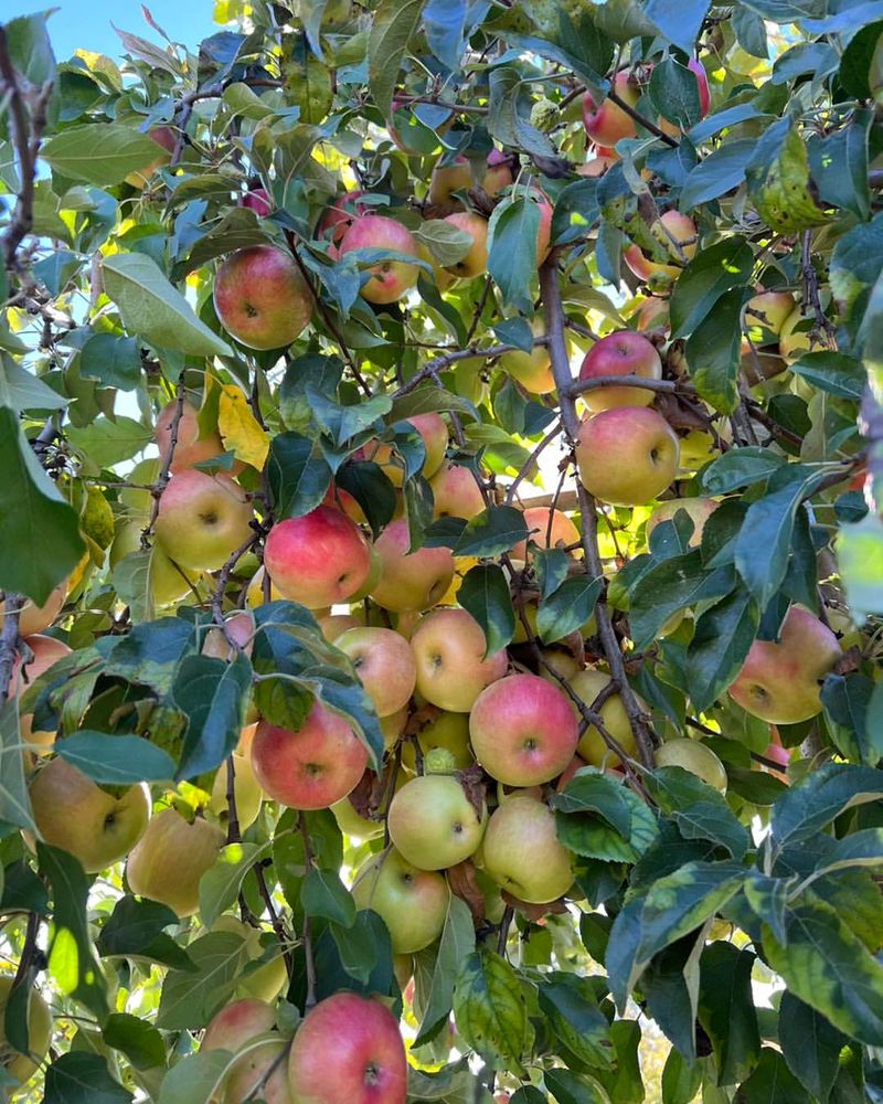 Apple Orchard Dreams