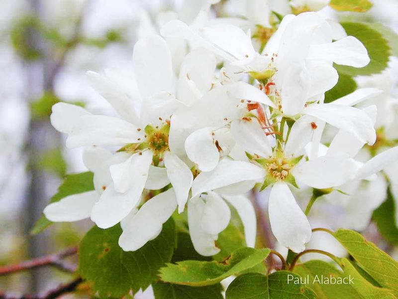 Apple Serviceberry