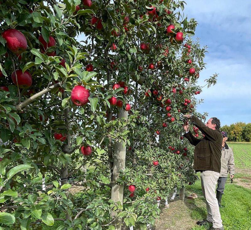 Apple Tree