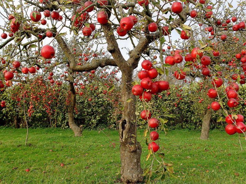 Apple Tree