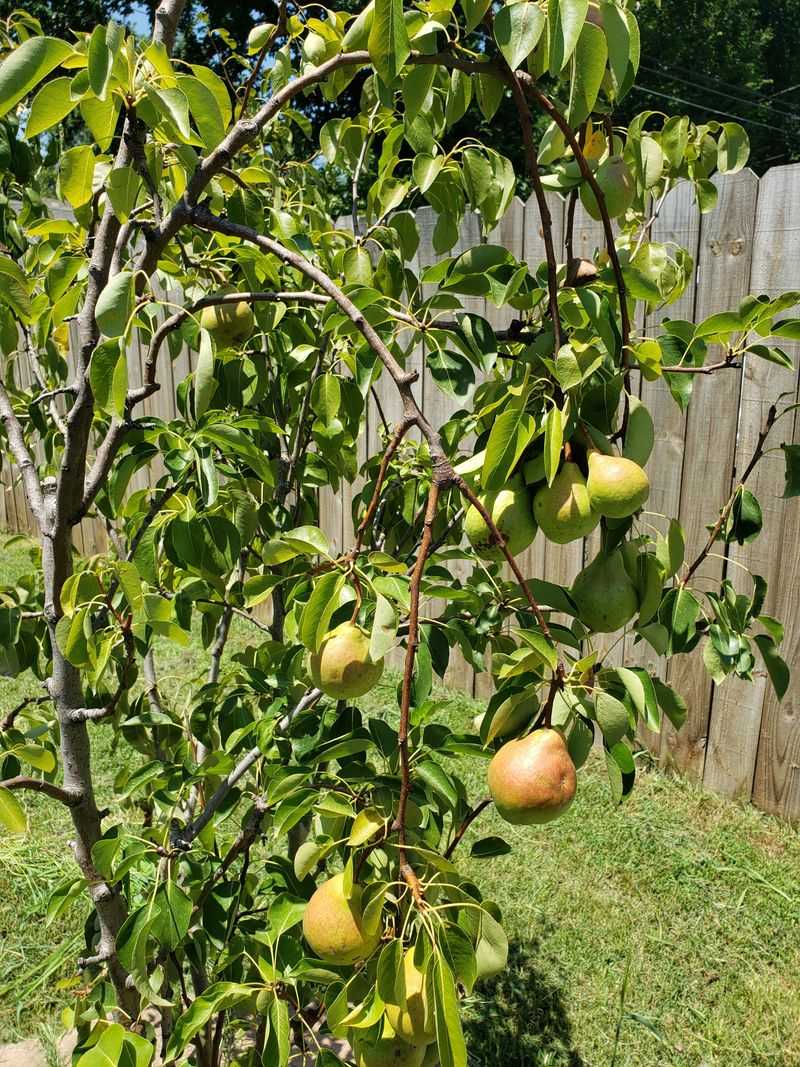 Pear Tree