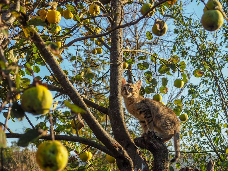 Apple Tree