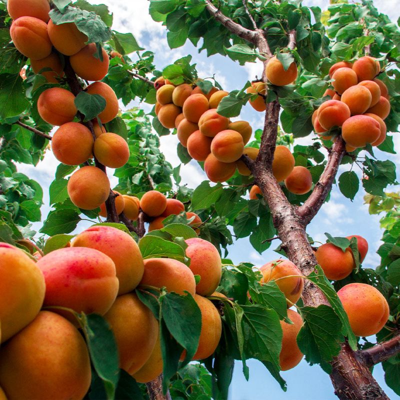 Apricot Tree