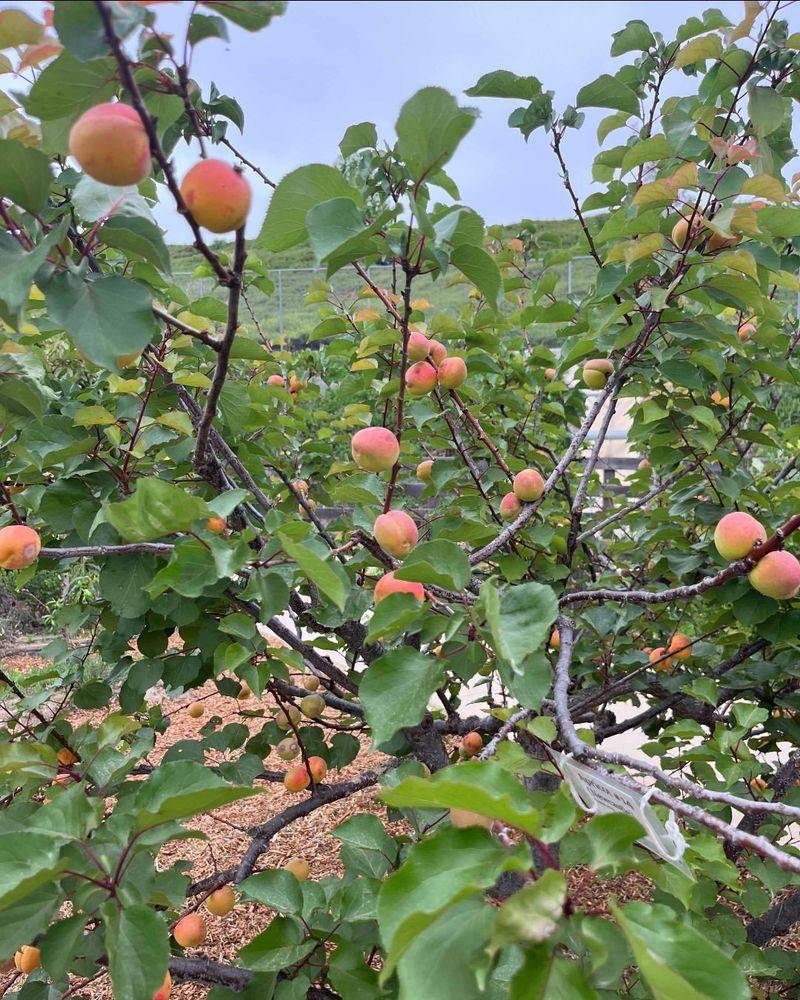 Apricot Trees