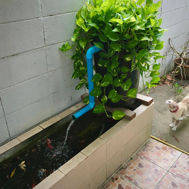 Aquaponics